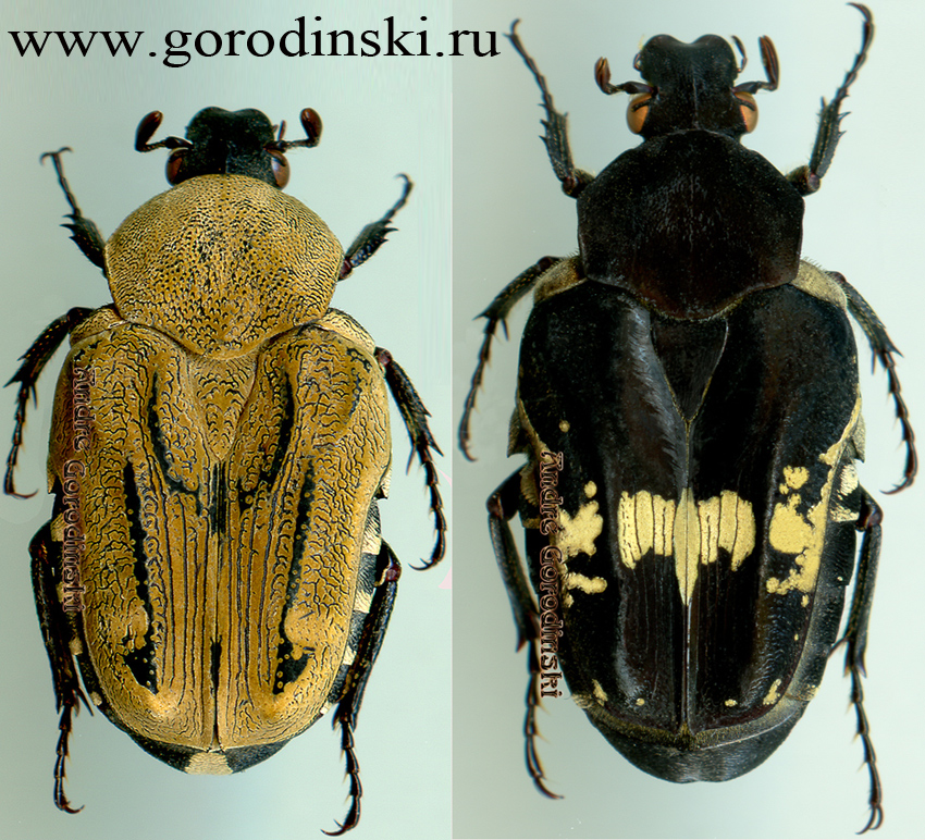 http://www.gorodinski.ru/cetoniidae/Taeniodera flavofasciata flavofasciata.jpg